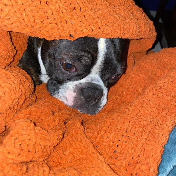 Meet your Posher, Taylor - Picture 1 of 1